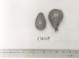 Click for 1 image(s) for this accession. FRUIT